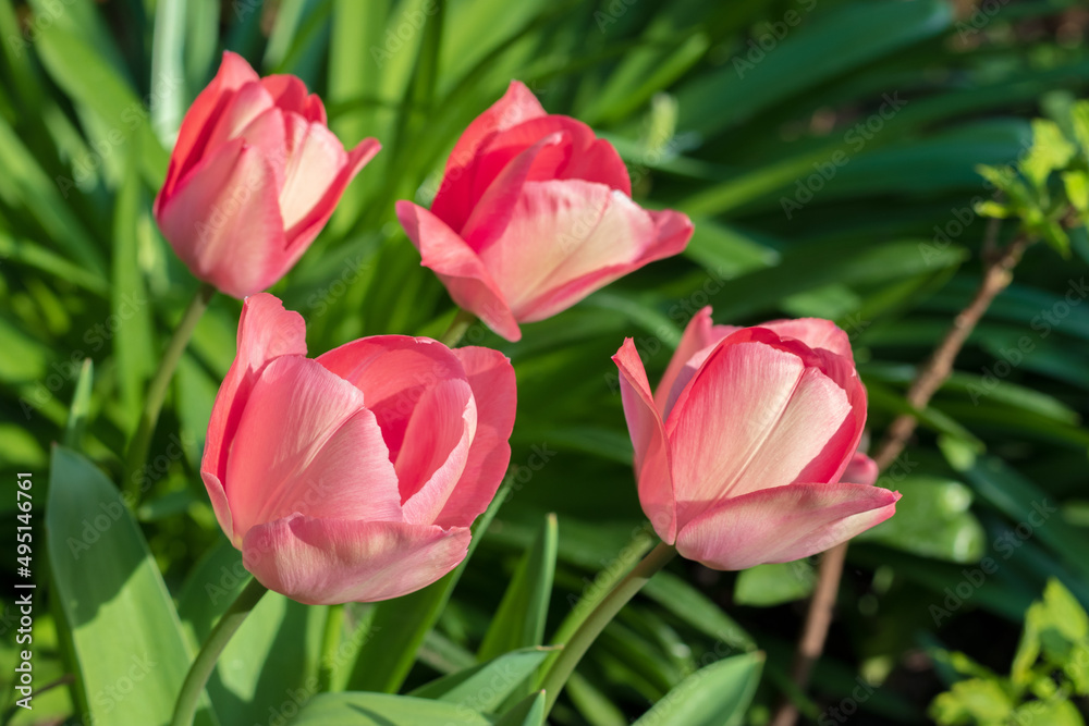 First tulips growing in the garden, early spring flowers with fresh and intese colors First tulips growing in the garden, early spring flowers with fresh and intese colors