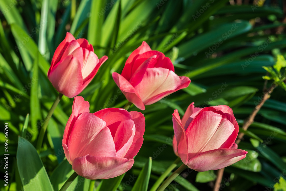 First tulips growing in the garden, early spring flowers with fresh and intese colors First tulips growing in the garden, early spring flowers with fresh and intese colors