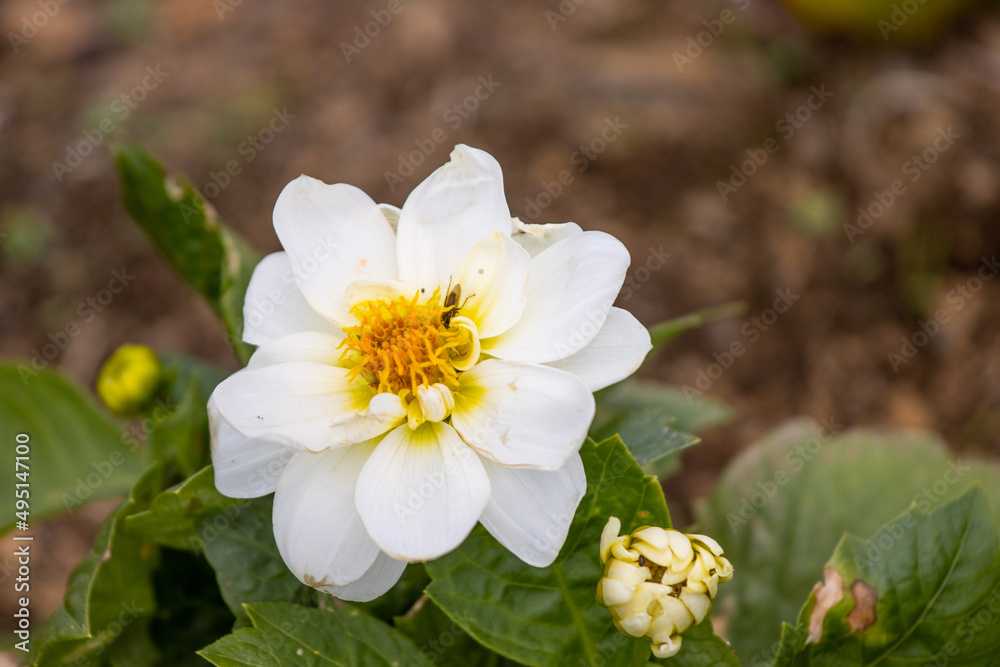 Close up photo of flowers, background with grass, spring season. Close up photo of flowers, background with grass, spring season.