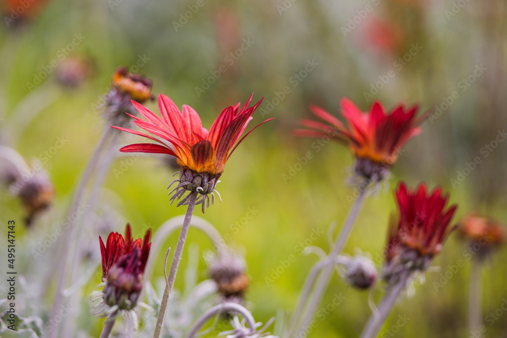 Close up photo of flowers, background with grass, spring season. Close up photo of flowers, background with grass, spring season.