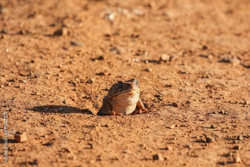 Guttural Toad, Kruger National Park