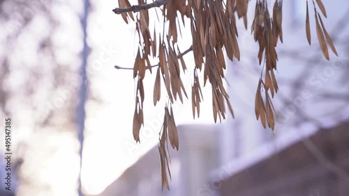 A low-angle view of bare maple trees against a clear sky in winter. Dry flowers of early winter on a white natural background. High quality FullHD footage