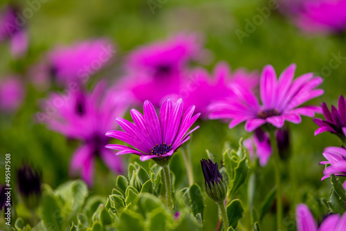 Close up photo of flowers  background with grass  spring season.