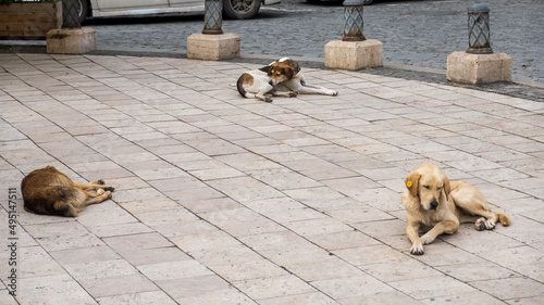Stray dogs resting on pavement
