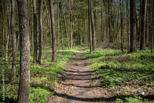 Fototapeta Naklejka Na Ścianę i Meble -  A green forest and a path