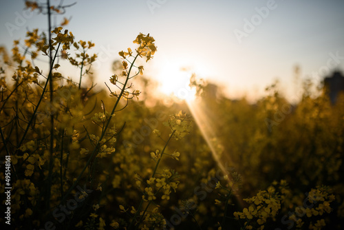 Sunset in a rapeseed field
