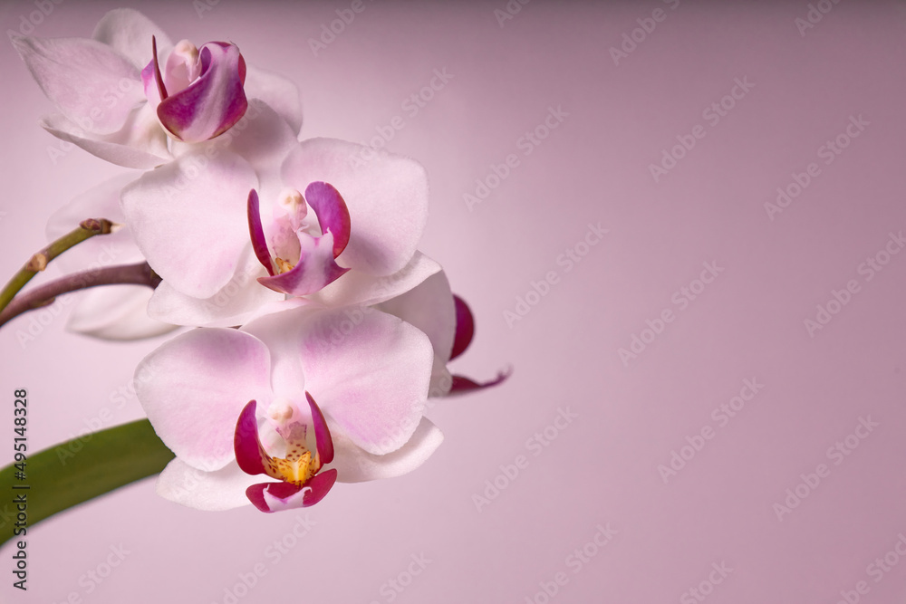 Mini orchid blossom with pink background and copy space
