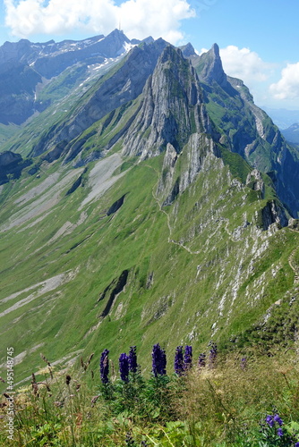 Blauer Eisenhut auf dem Schaefler, Blick zum Saentis photo