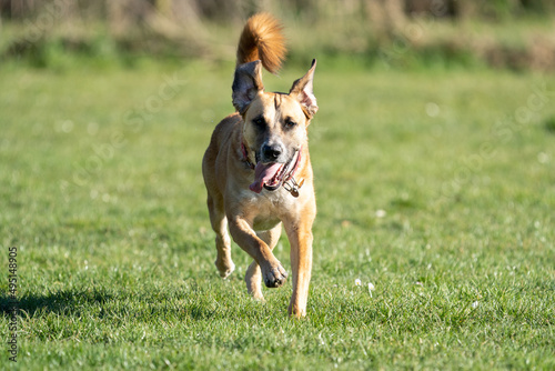 jack russell terrier running toward the camera, in green grass