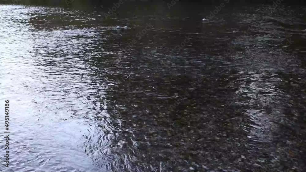 mosquitos and flies buzzing above a river