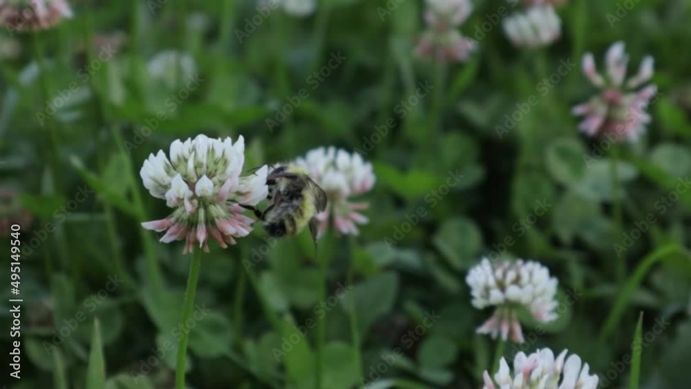 white clover in full bloom being polinated by a bee white clover in full bloom being polinated by a bee