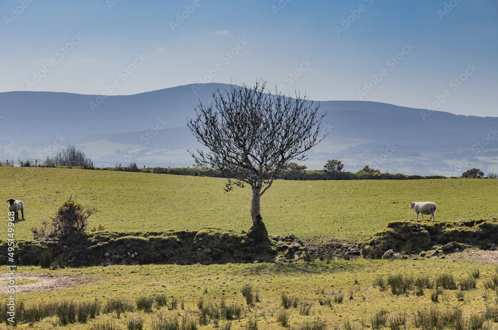 Vinegar Hill and Craignamaddy Loop, Barnes Gap, Ulster Way