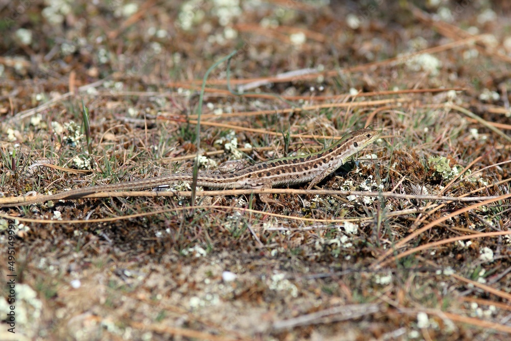 Lizard Podarcis taurica in the spring forest Lizard Podarcis taurica in the spring forest