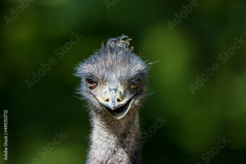 Portrait eines Emus