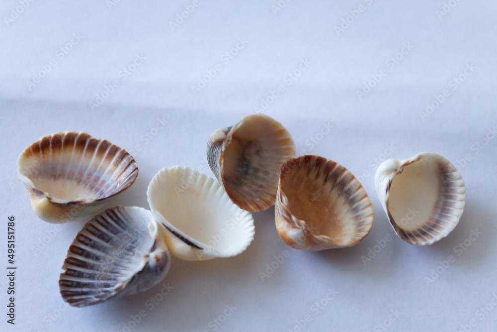 Sea shells are laid out on a white background brought from rest