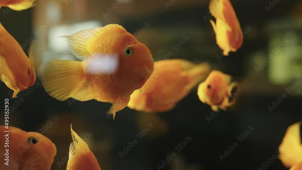A flock of goldfish swims in a freshwater aquarium. Small yellow fishes swimming underwater among air bubbles. Wildlife, pets, aquarium fish. Close up. A flock of goldfish swims in a freshwater aquarium. Small yellow fishes swimming underwater among air bubbles. Wildlife, pets, aquarium fish. Close up.