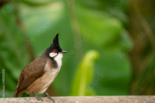 red-whiskered bulbul