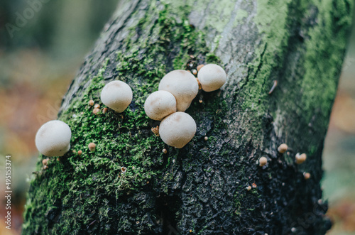 White spherical mushrooms on a tree trunk. Autumn picture with white mushrooms in the middle of green moss on a gray trunk. Aroma of autumn forest.