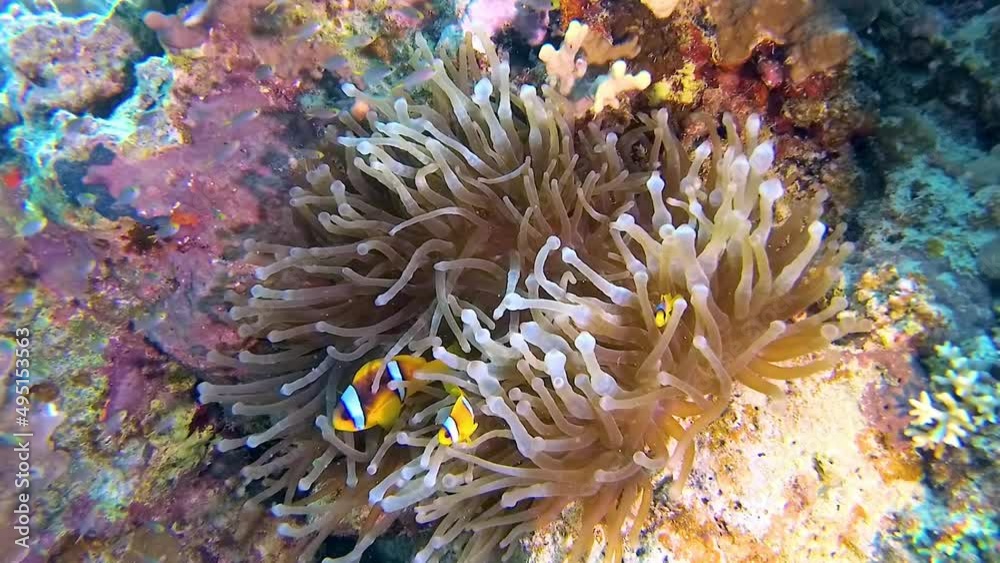 Clown fish, Anemonefish (Amphiprion ocellaris) swim among the tentacles of anemones, symbiosis of fish and anemones, Red Sea Clown fish, Anemonefish (Amphiprion ocellaris) swim among the tentacles of anemones, symbiosis of fish and anemones, Red Sea