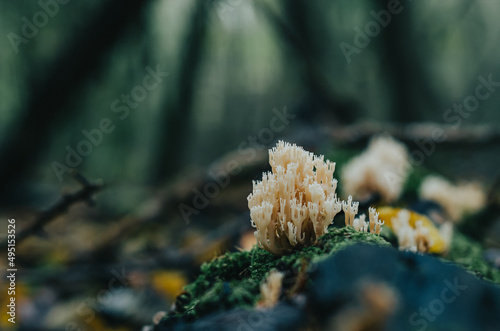 Coral mushroom on a stump overgrown with moss in the woods. Wild coral mushrooms or Ramaria mushrooms in the autumn forest. Ramaria flava Changle clavaria. photo