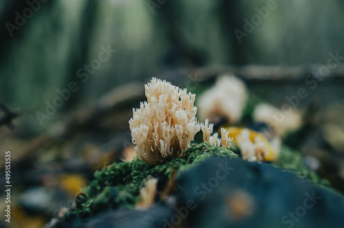 Coral mushroom on a stump overgrown with moss in the woods. Wild coral mushrooms or Ramaria mushrooms in the autumn forest. Ramaria flava Changle clavaria.