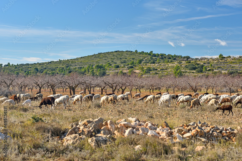 Sacanet, Valencia, Spain: 12.20.2020; The flock of sheep on spanish mountains