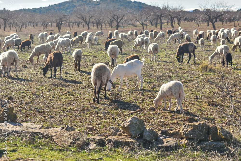 Fototapeta premium Sacanet, Valencia, Spain: 12.20.2020; The lamb in flock of sheep