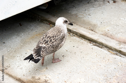 Seagull close-up on the street of the old city