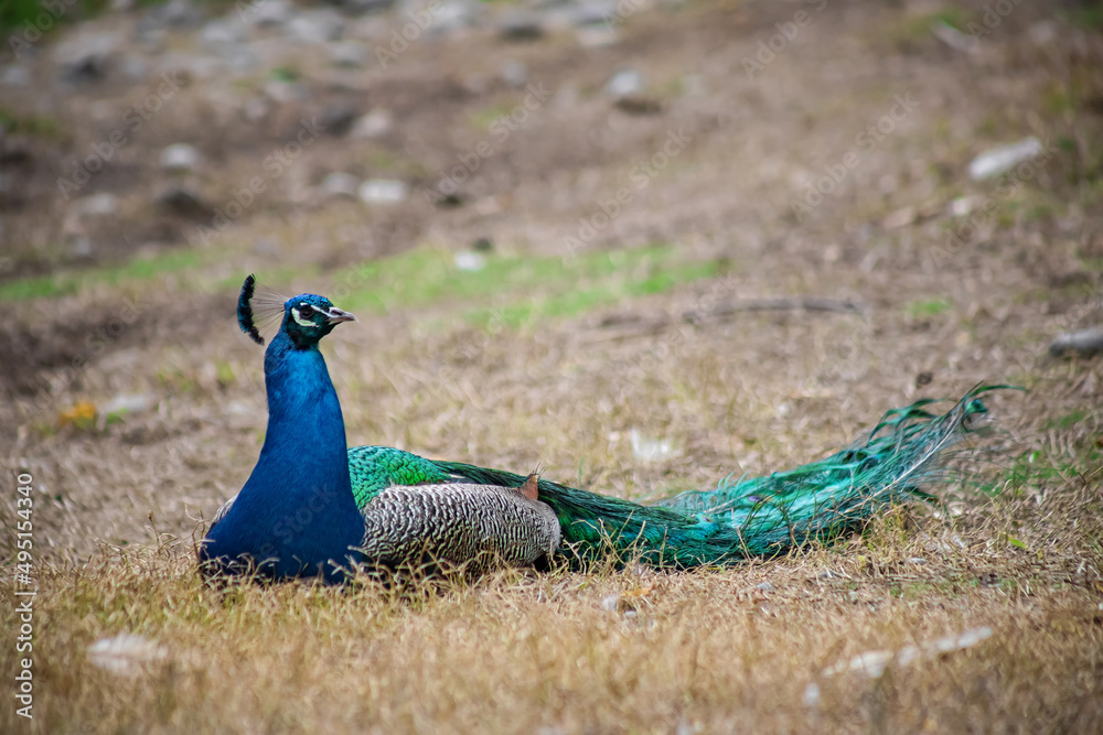 The peacock fluffed his tail. Incredibly beautiful plumage. A graceful bird. Wildlife photography. The peacock fluffed his tail. Incredibly beautiful plumage. A graceful bird. Wildlife photography.