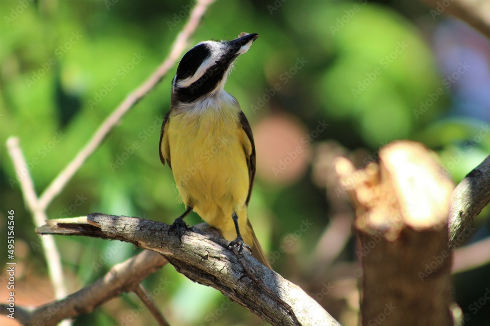 Fototapeta premium bird, nature