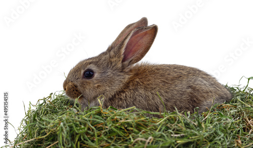 Fotografía Brown rabbit eats hay.