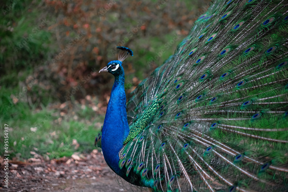 Fototapeta premium The peacock fluffed his tail. Incredibly beautiful plumage. A graceful bird. Wildlife photography.