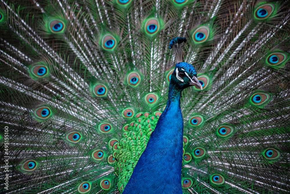 Fototapeta premium The peacock fluffed his tail. Incredibly beautiful plumage. A graceful bird. Wildlife photography.