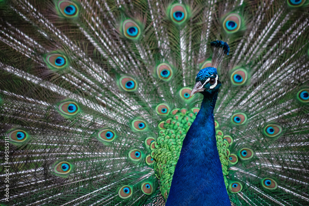 Obraz premium The peacock fluffed his tail. Incredibly beautiful plumage. A graceful bird. Wildlife photography.