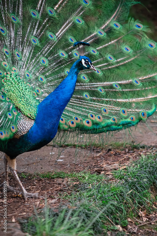 Obraz premium The peacock fluffed his tail. Incredibly beautiful plumage. A graceful bird. Wildlife photography.