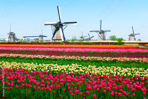 dutch windmill over tulips field