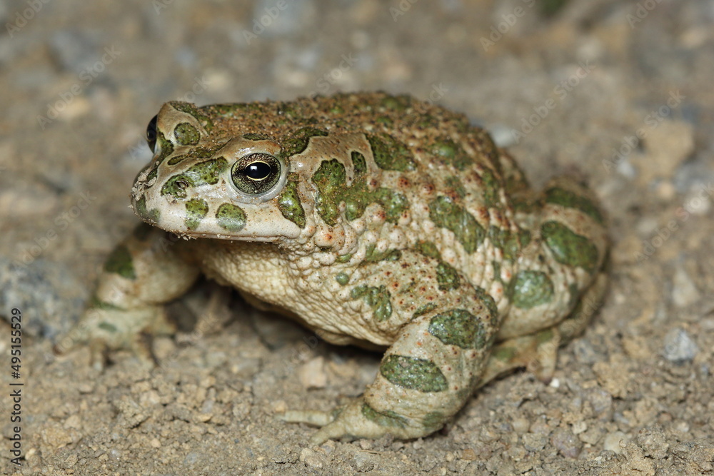 The European green toad (Bufotes viridis) in a natural habitat The European green toad (Bufotes viridis) in a natural habitat