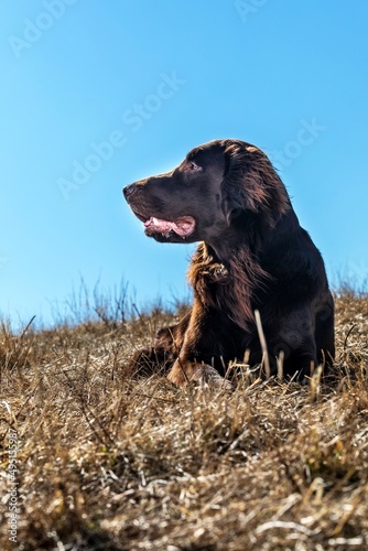 Typical Flat Coated Retriever in the meadow. Detail of a dog's head. Brown flat coated retriever puppy. Dog's eyes. Sunny day.