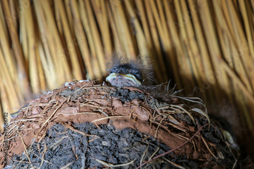 Leinwand Poster White-throated Swallow fledgling in the nest, Pilanesberg National Park