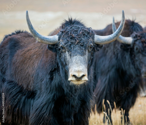 Adult bull of Tibetan yak on a mountain pasture in close-up.