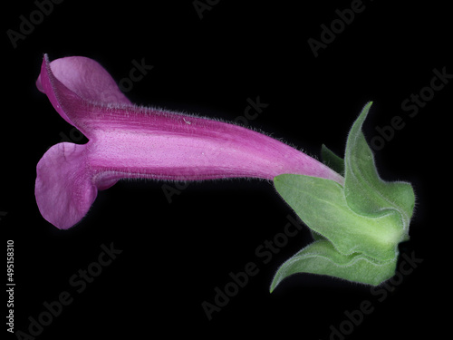 Lateral view of the flower of Erythranthe lewisii photo