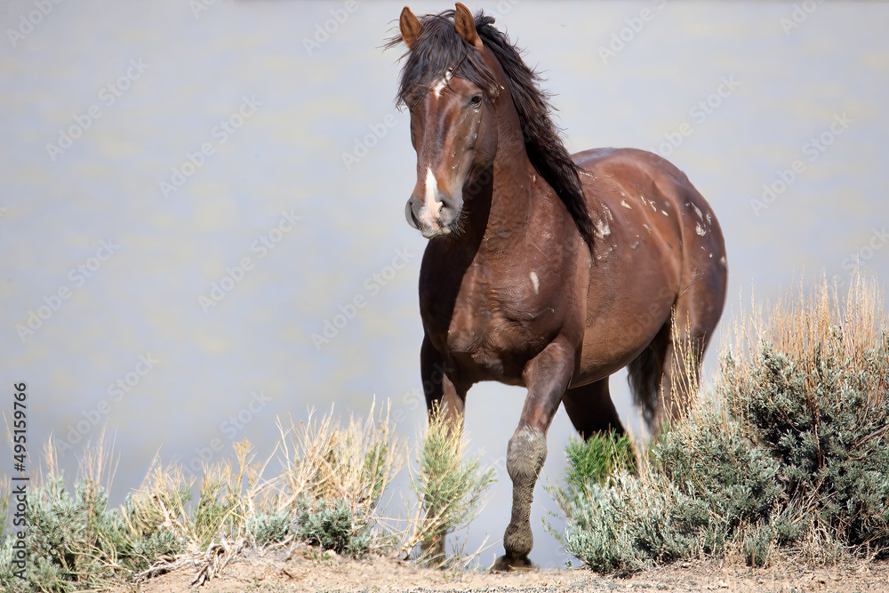 Fototapeta premium Sand Wash Basin mustang horse running