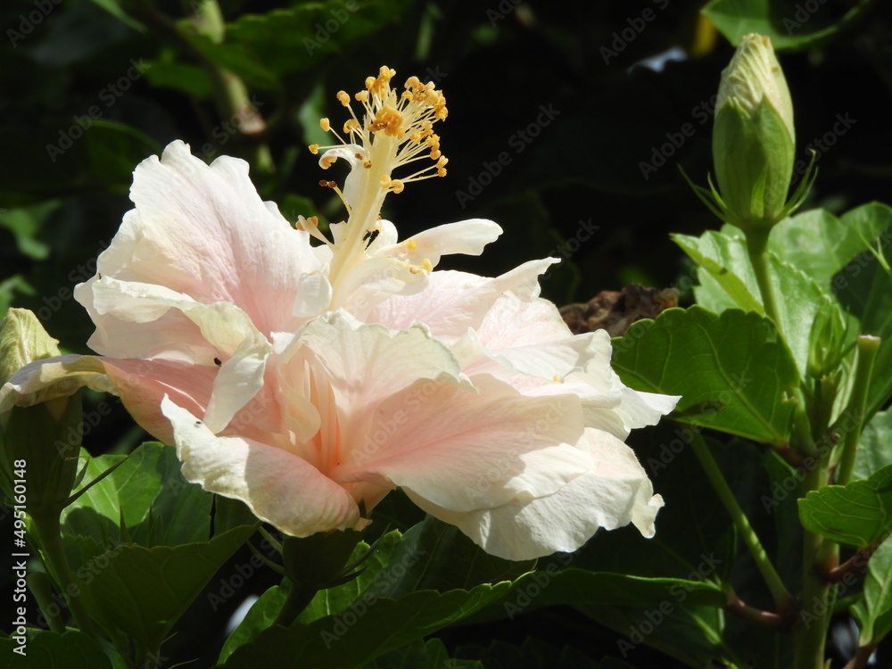bouquet offlowers Hibiscus outdoor garden bouquet offlowers Hibiscus outdoor garden