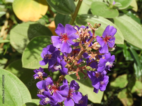 Tibouchina is a genus of tropical plants in the family Melastomataceae. They are trees, shrub or semi-shrub type, photo