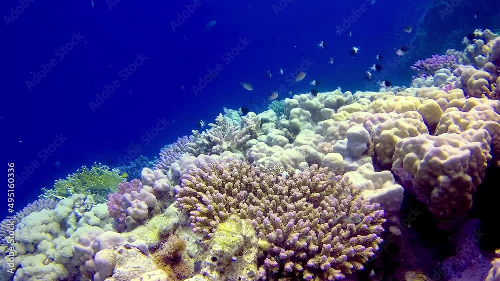 Underwater landscape of a coral reef with many tropical fish of different species against the backdrop of blue water in the Red Sea, Egypt Underwater landscape of a coral reef with many tropical fish of different species against the backdrop of blue water in the Red Sea, Egypt