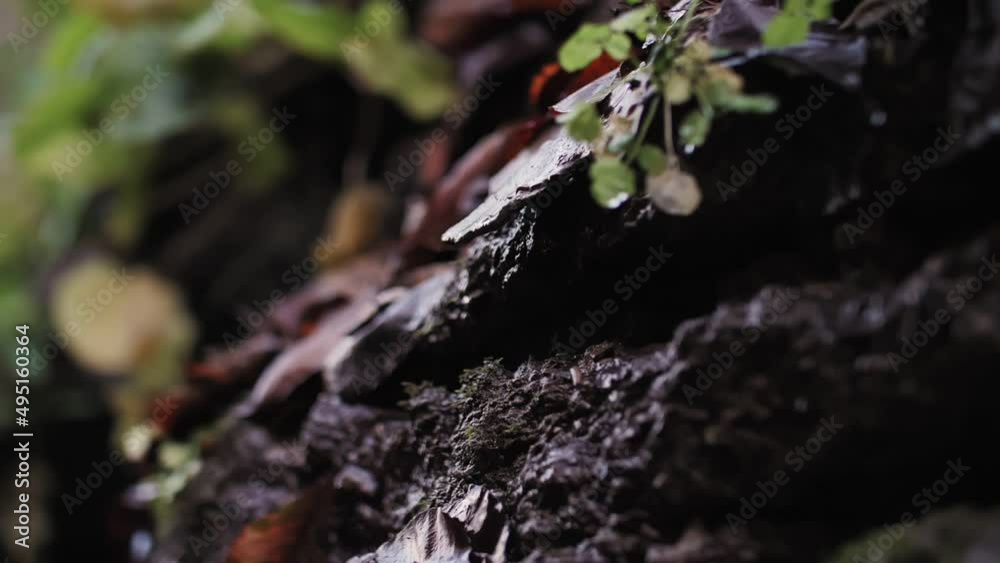 Drops of water flow down from the leaf and grass Drops of water flow down from the leaf and grass
