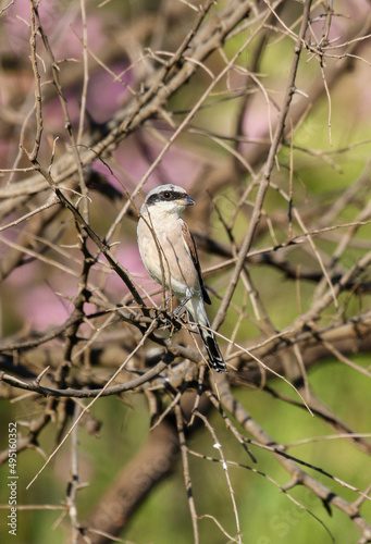 Red-backed Shrike, South Africa