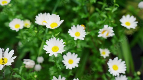 白くて可愛いノースポール