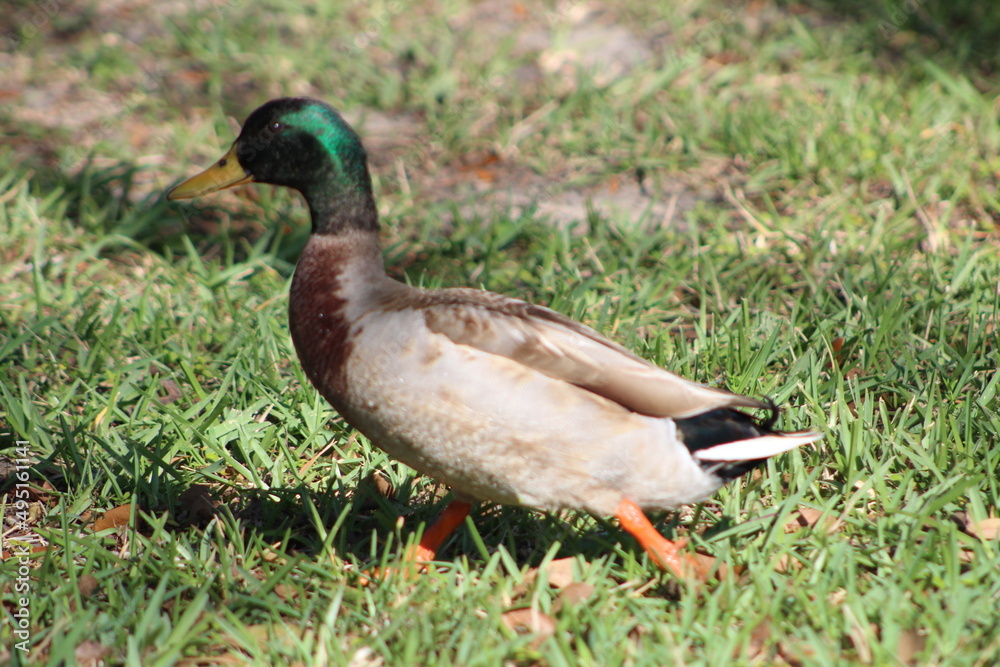One duck walking on grass in the sun One duck walking on grass in the sun