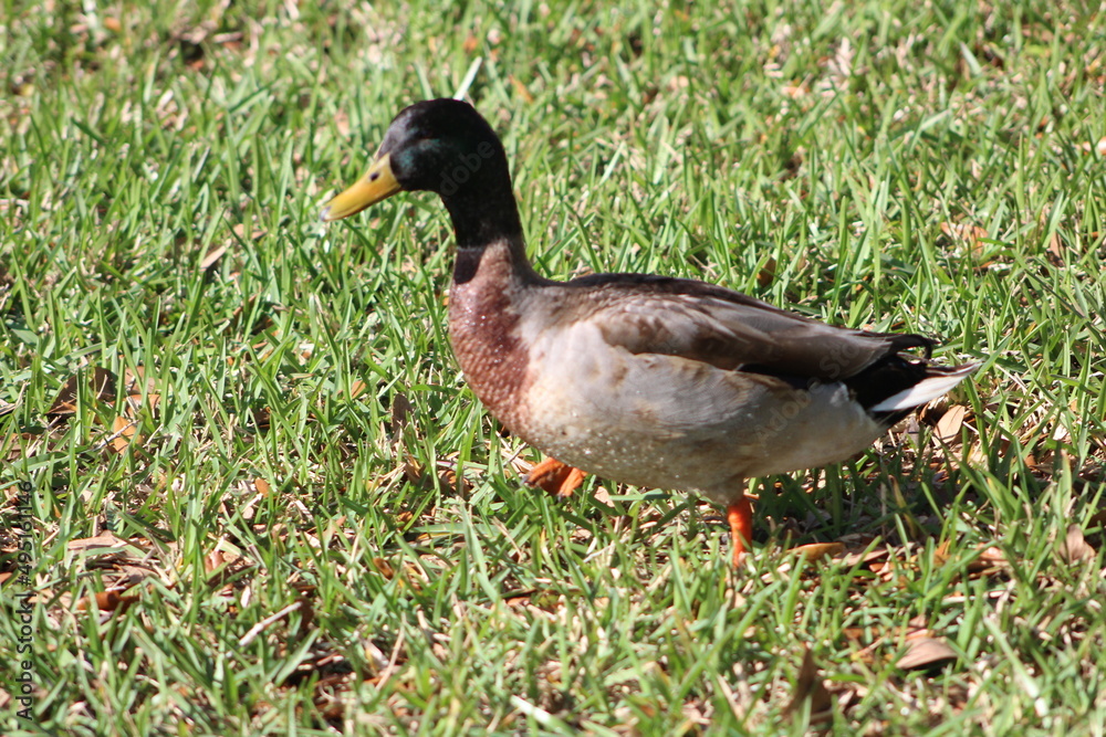 One duck walking on grass in the sun One duck walking on grass in the sun